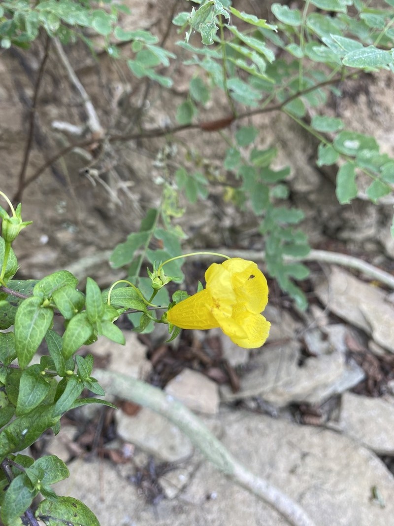 Spreading Yellow False Foxglove photo 5