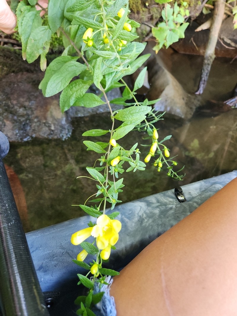 Spreading Yellow False Foxglove photo 6
