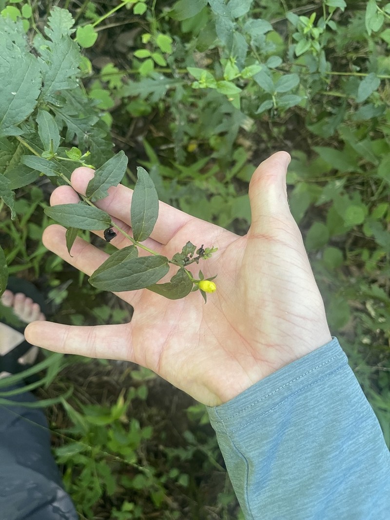 Spreading Yellow False Foxglove photo 7