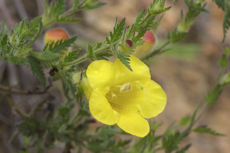 Combleaf Yellow False Foxglove