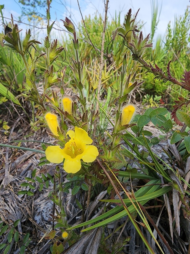 Combleaf Yellow False Foxglove photo 2