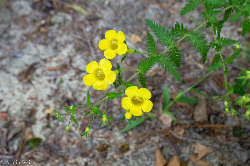 Combleaf Yellow False Foxglove photo 3