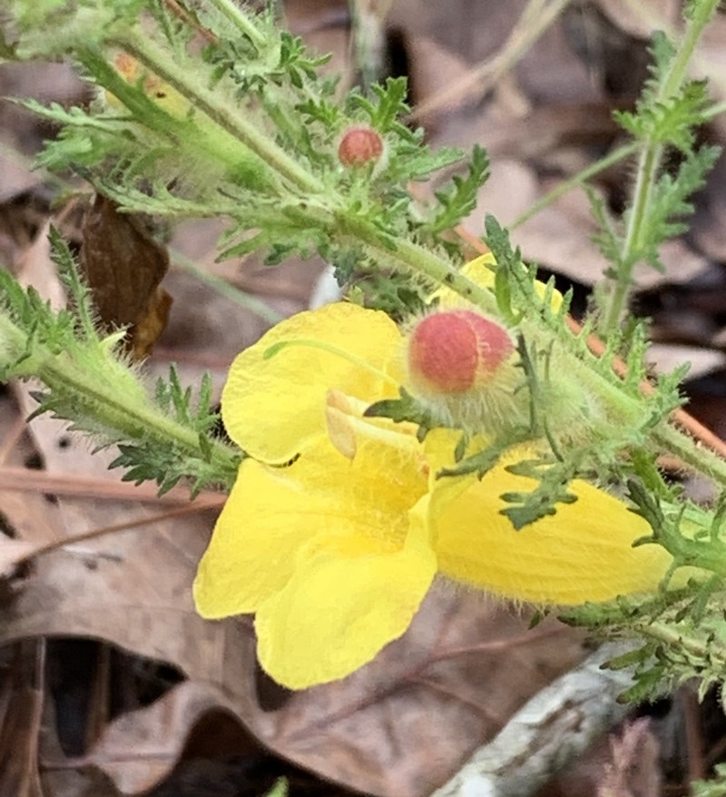 Combleaf Yellow False Foxglove photo 4