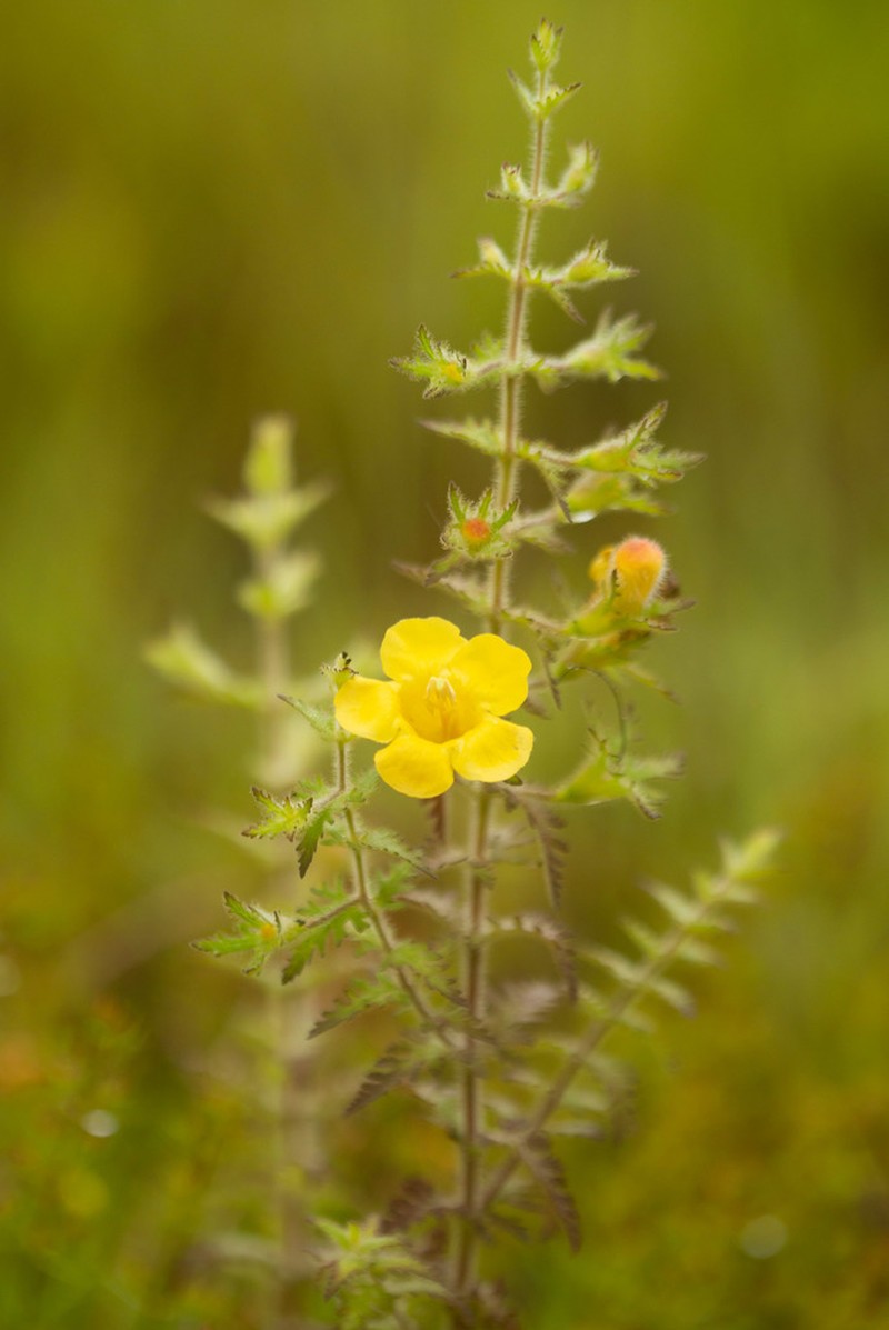 Combleaf Yellow False Foxglove photo 5