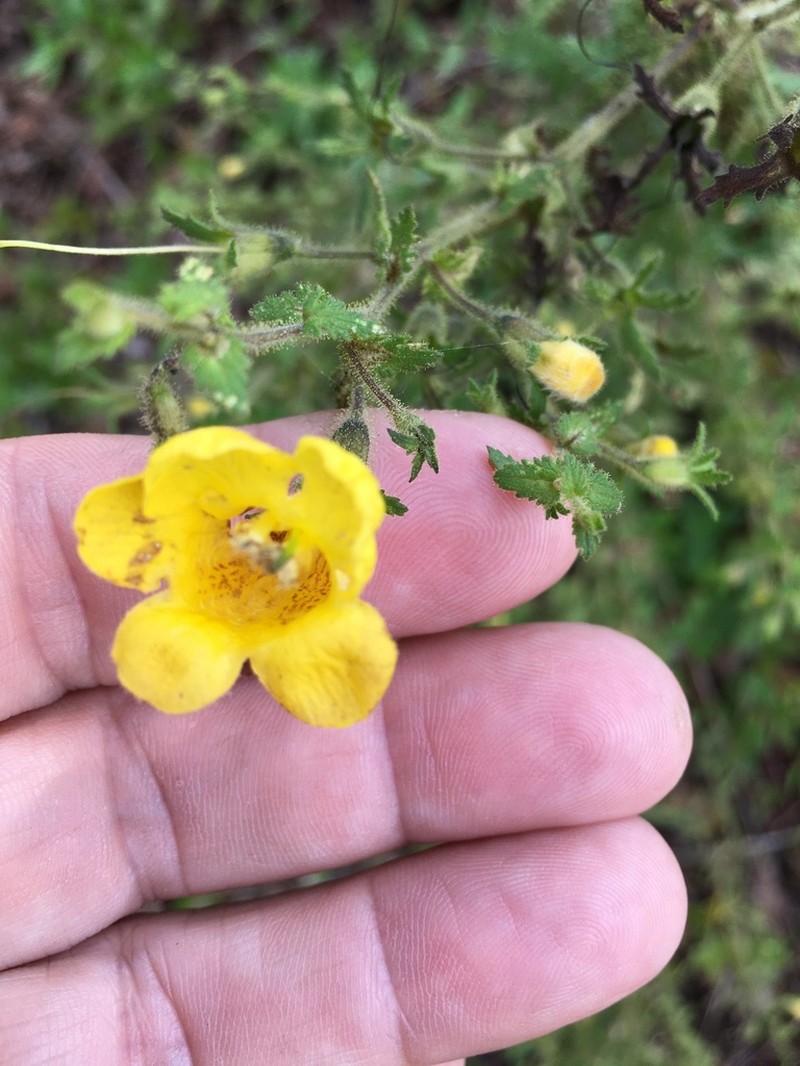 Combleaf Yellow False Foxglove photo 6
