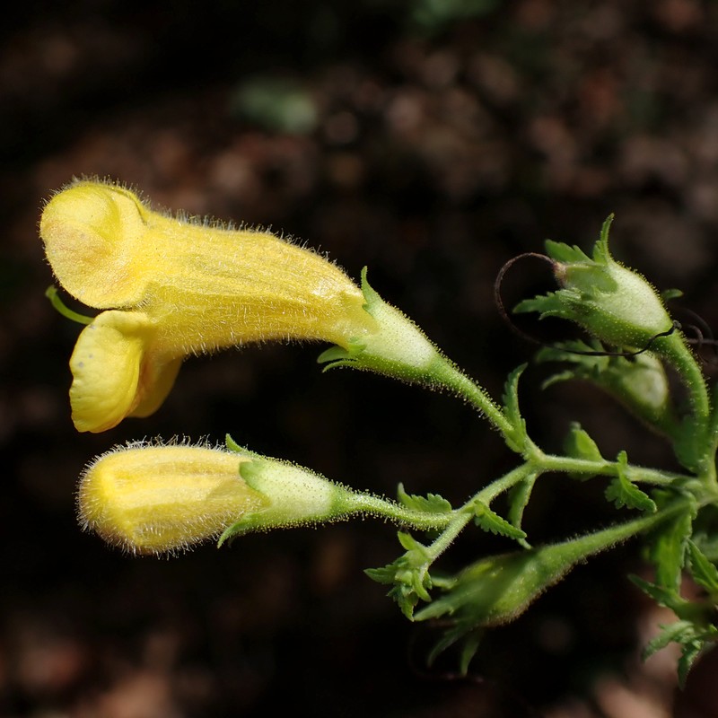 Fernleaf Yellow False Foxglove photo 2