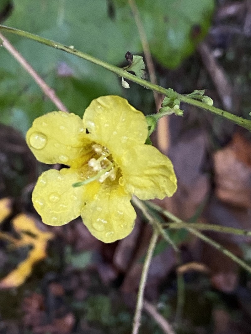 Fernleaf Yellow False Foxglove photo 4