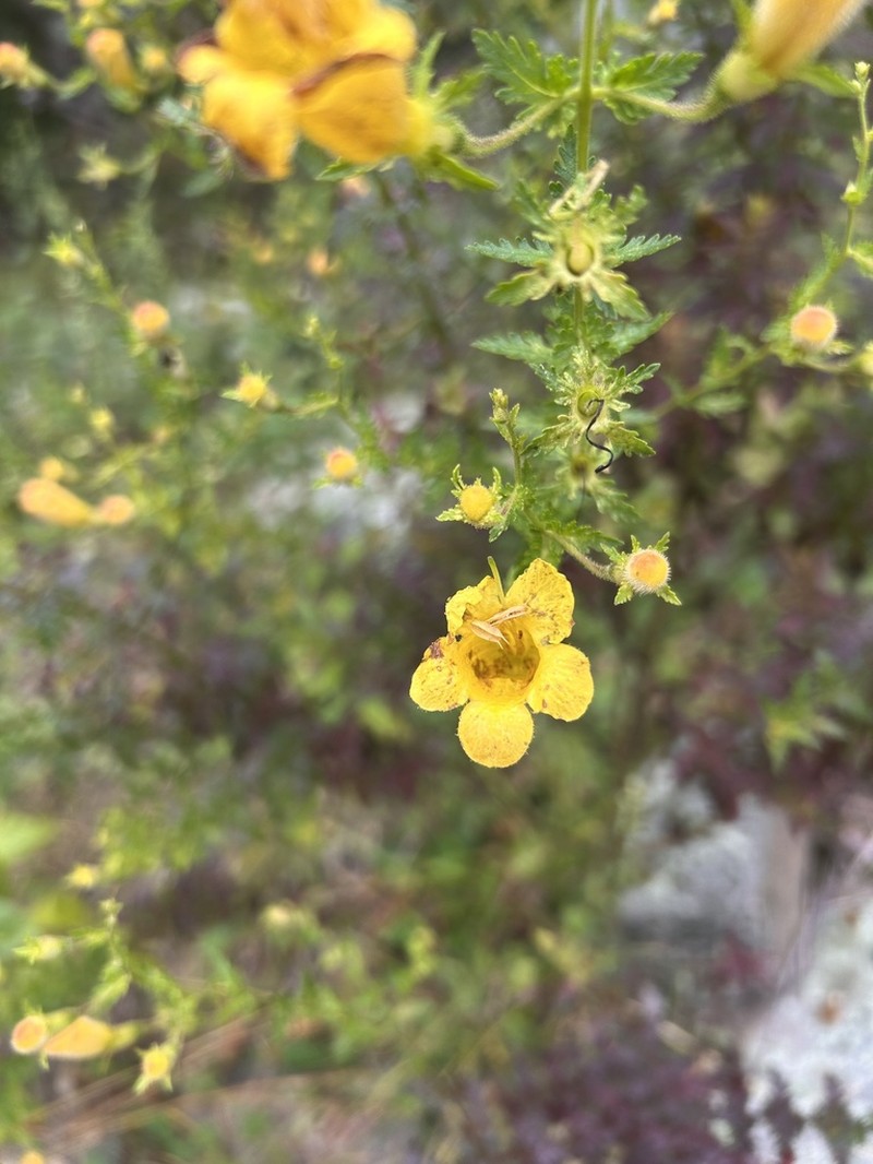 Fernleaf Yellow False Foxglove photo 5