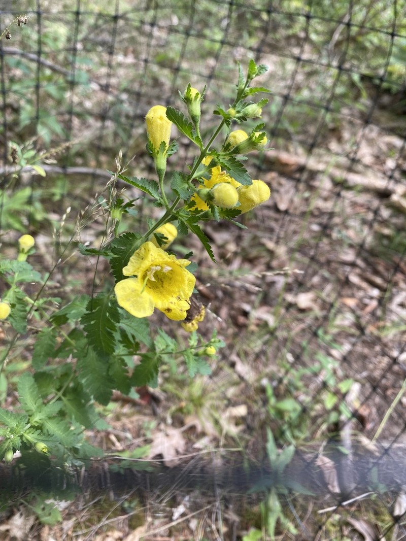 Fernleaf Yellow False Foxglove photo 8
