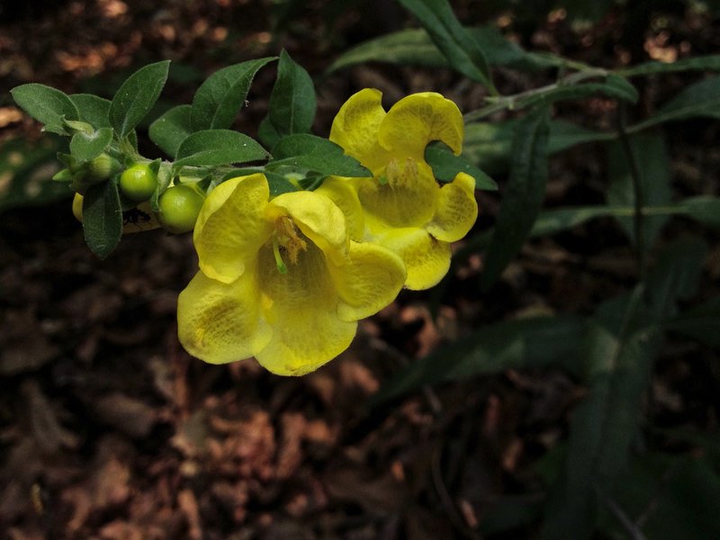 Downy Yellow False Foxglove