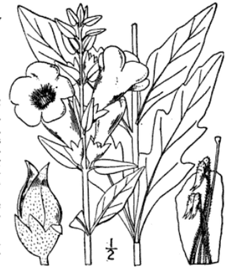 Downy Yellow False Foxglove photo 2