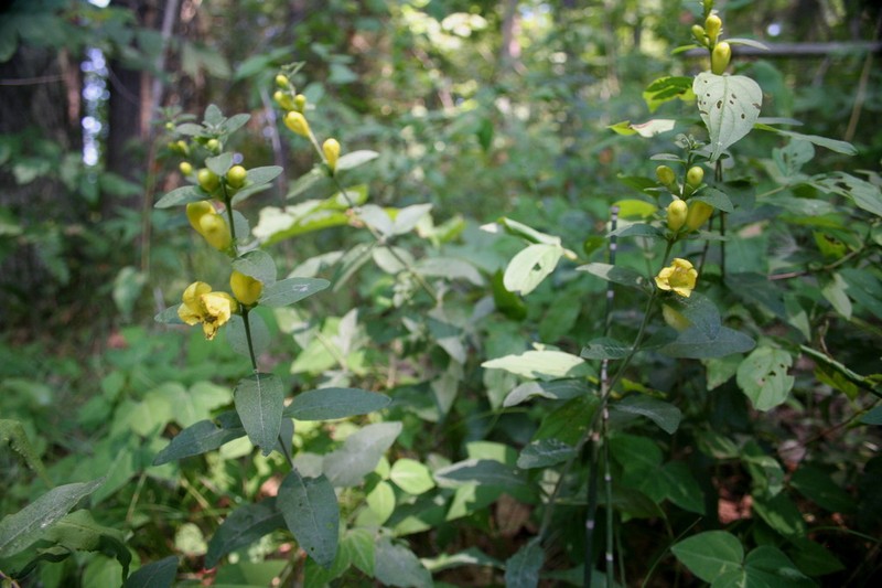 Downy Yellow False Foxglove photo 3