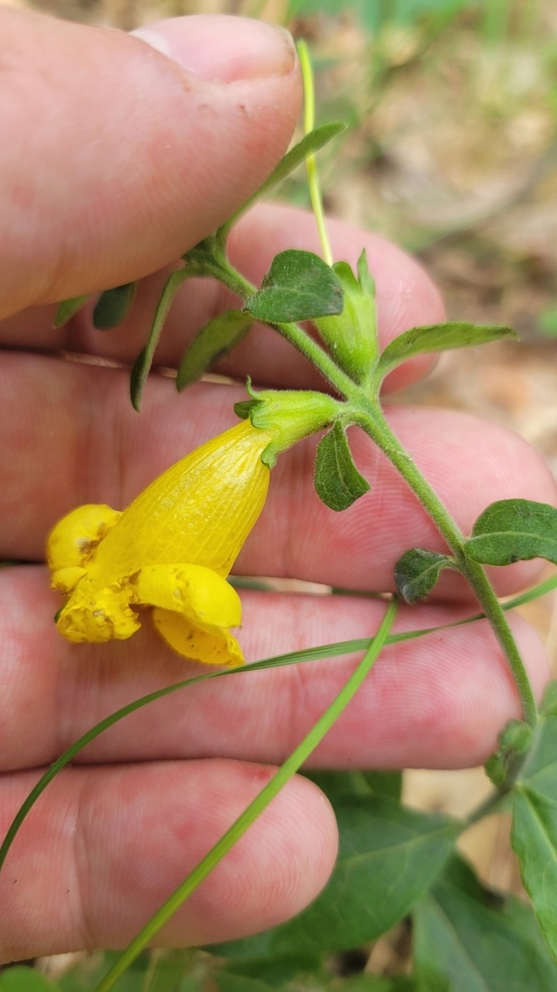 Downy Yellow False Foxglove photo 4