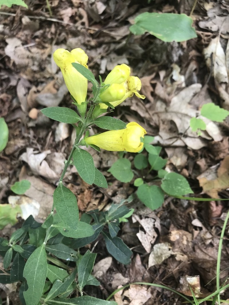 Downy Yellow False Foxglove photo 5