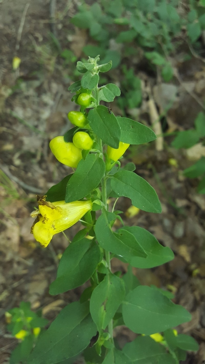 Downy Yellow False Foxglove photo 7