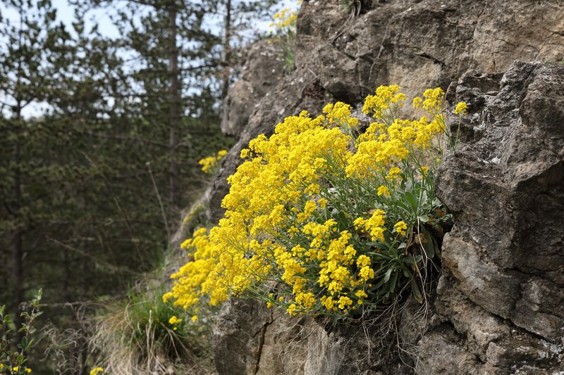 Basket Of Gold