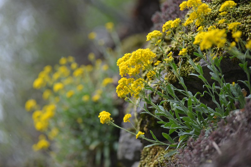 Aurinia saxatilis subsp. saxatilis