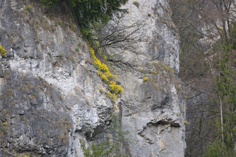 Aurinia saxatilis subsp. saxatilis photo 2