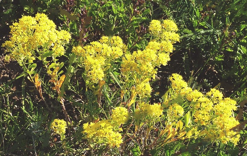 Aurinia saxatilis subsp. saxatilis photo 3