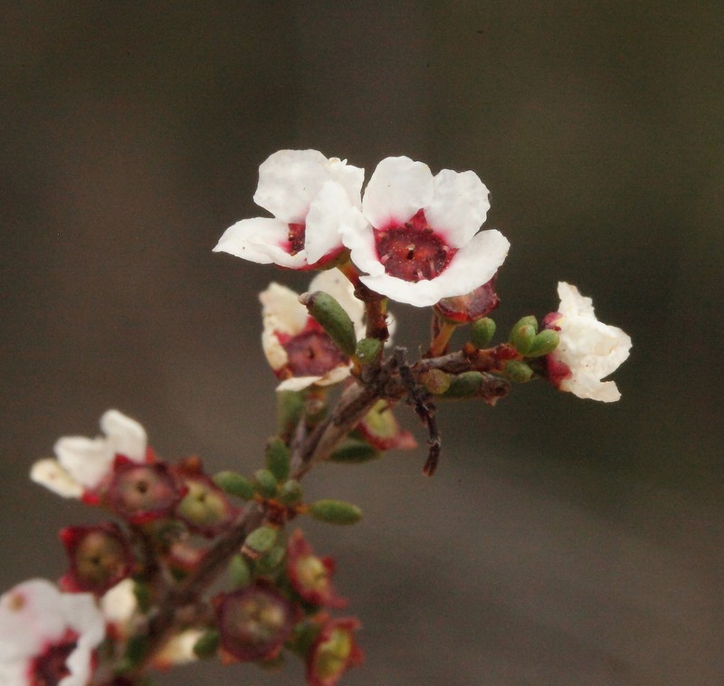 Austrobaeckea columnaris