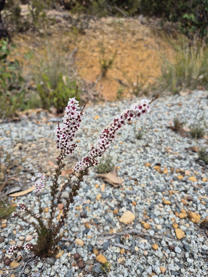 Austrobaeckea columnaris photo 4