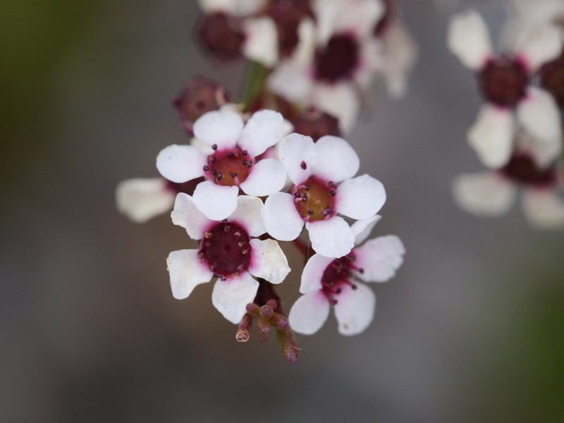 Austrobaeckea columnaris photo 5