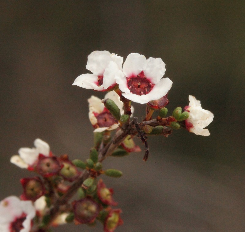 Austrobaeckea columnaris photo 6