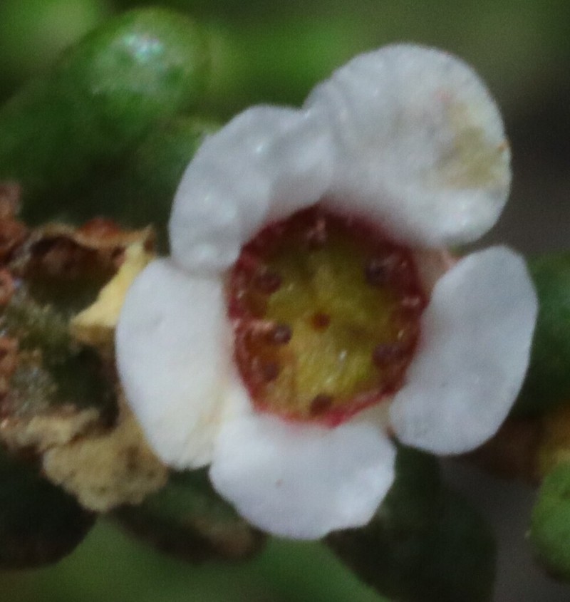 Austrobaeckea pachyphylla