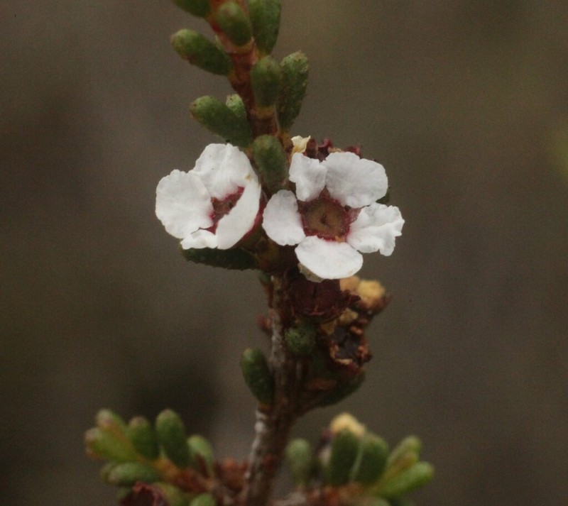 Austrobaeckea pachyphylla photo 2