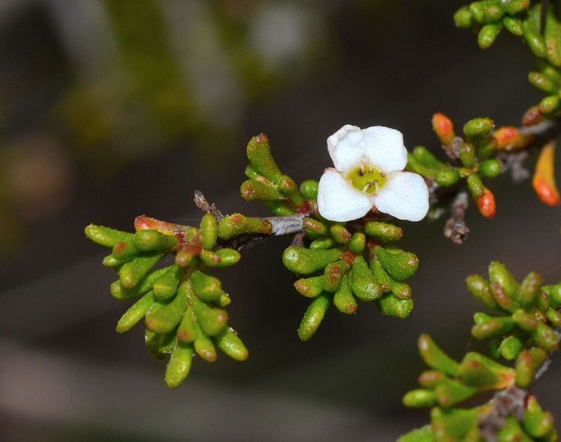 Austrobaeckea pachyphylla photo 3