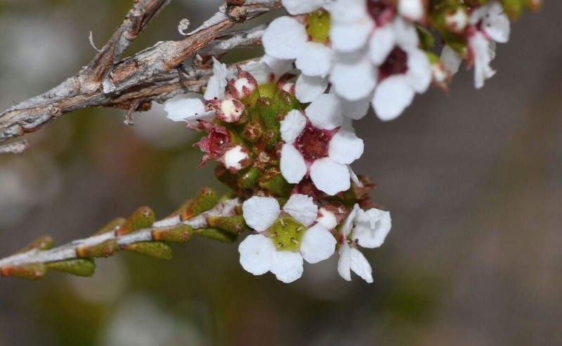 Austrobaeckea pachyphylla photo 4