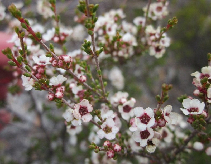 Austrobaeckea pachyphylla photo 6