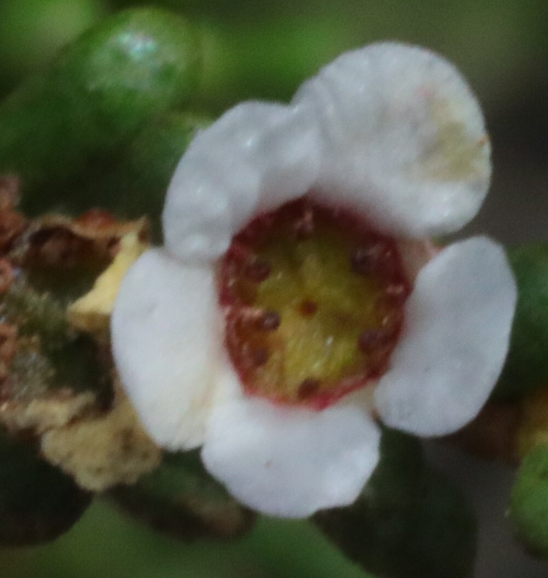 Austrobaeckea pachyphylla photo 8