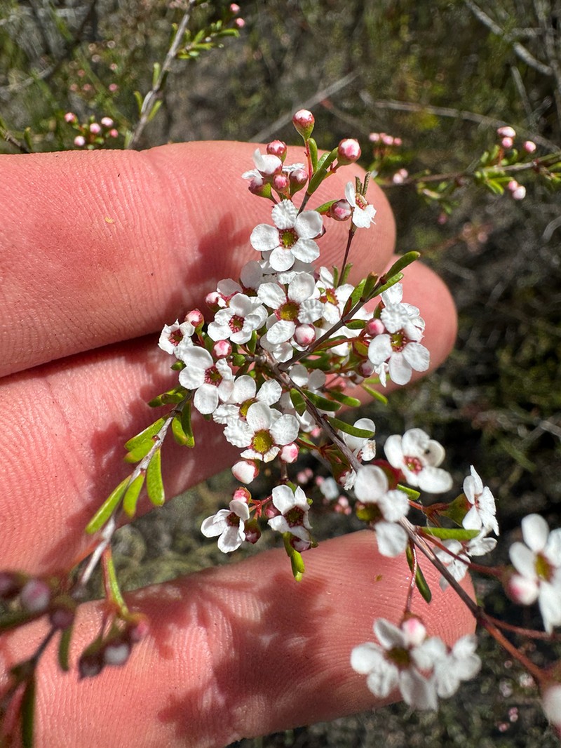 Austrobaeckea pygmaea