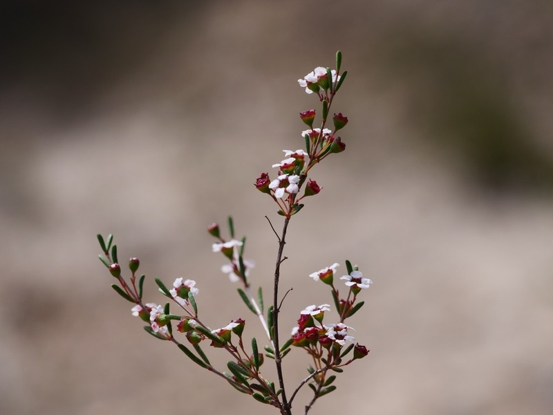 Austrobaeckea pygmaea photo 2