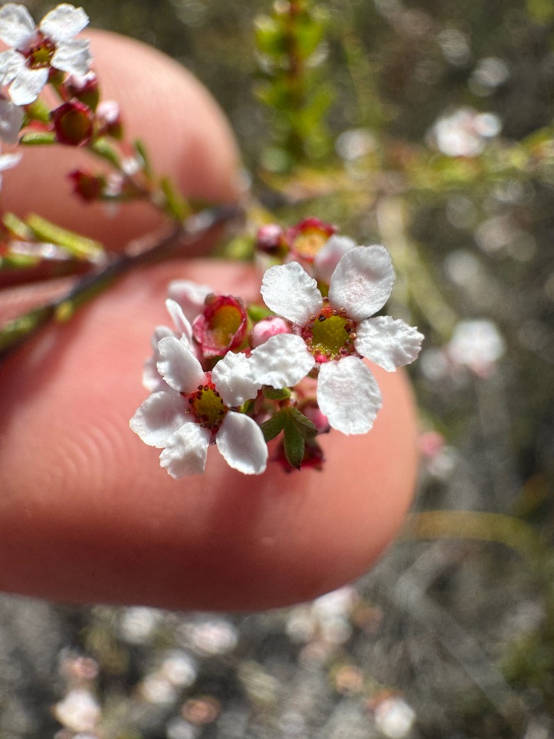 Austrobaeckea pygmaea photo 6