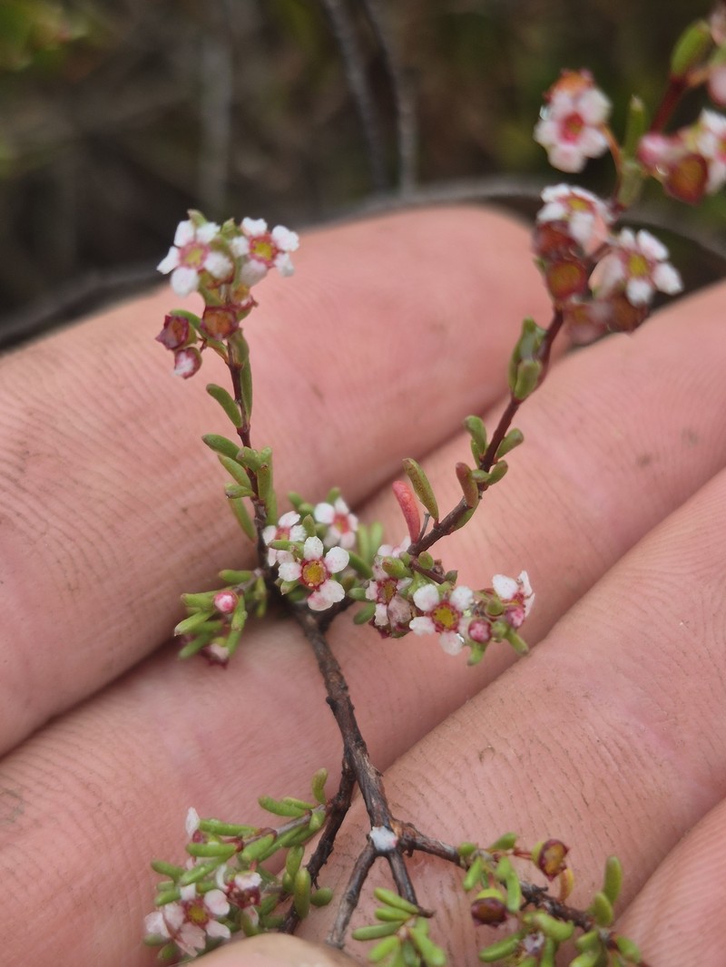 Austrobaeckea pygmaea photo 8