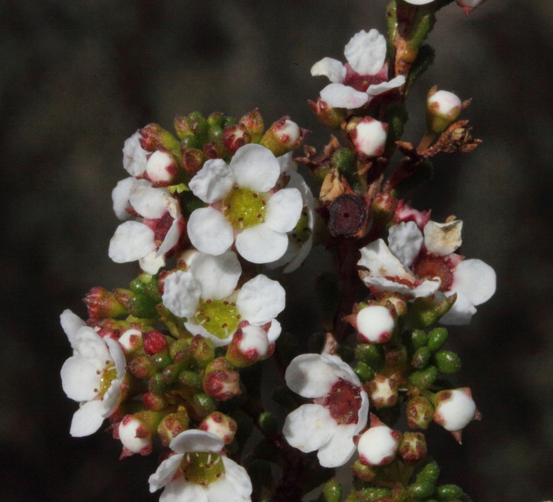 Austrobaeckea verrucosa