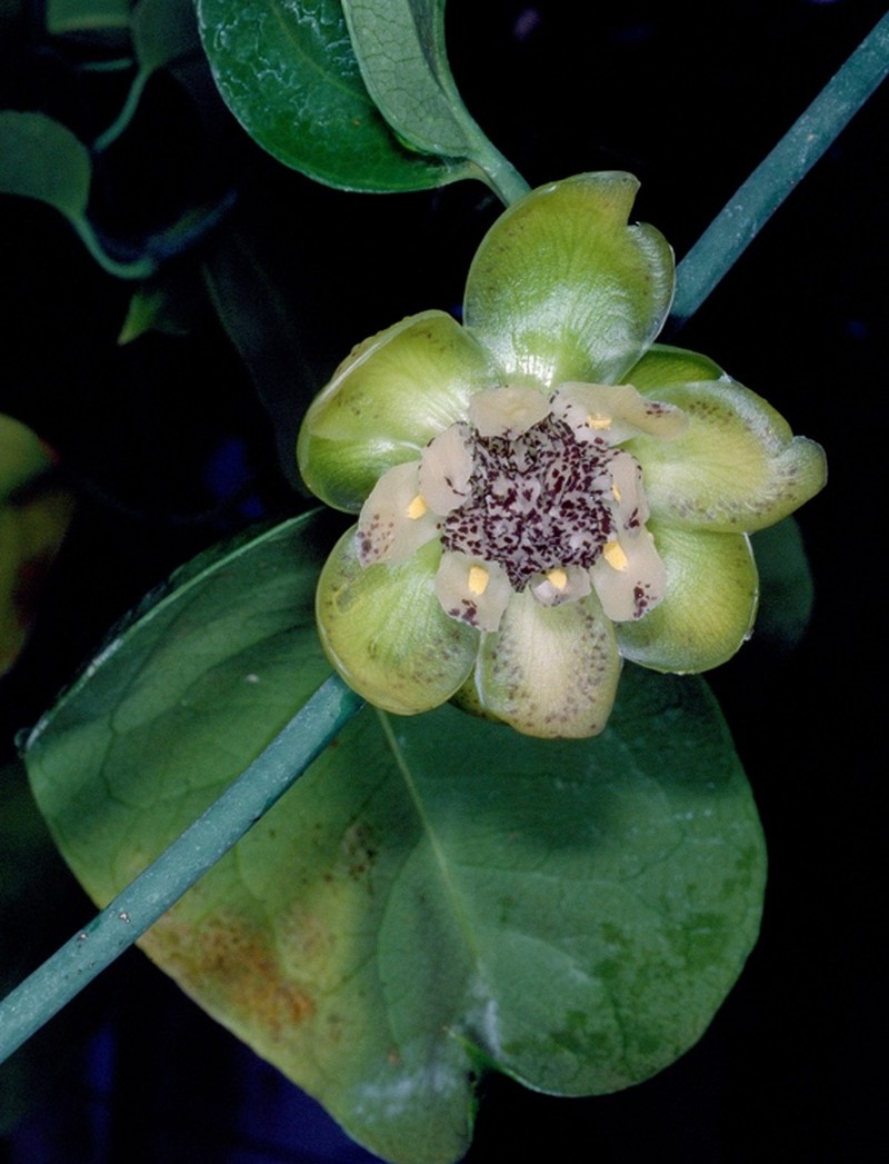 Austrobaileya scandens