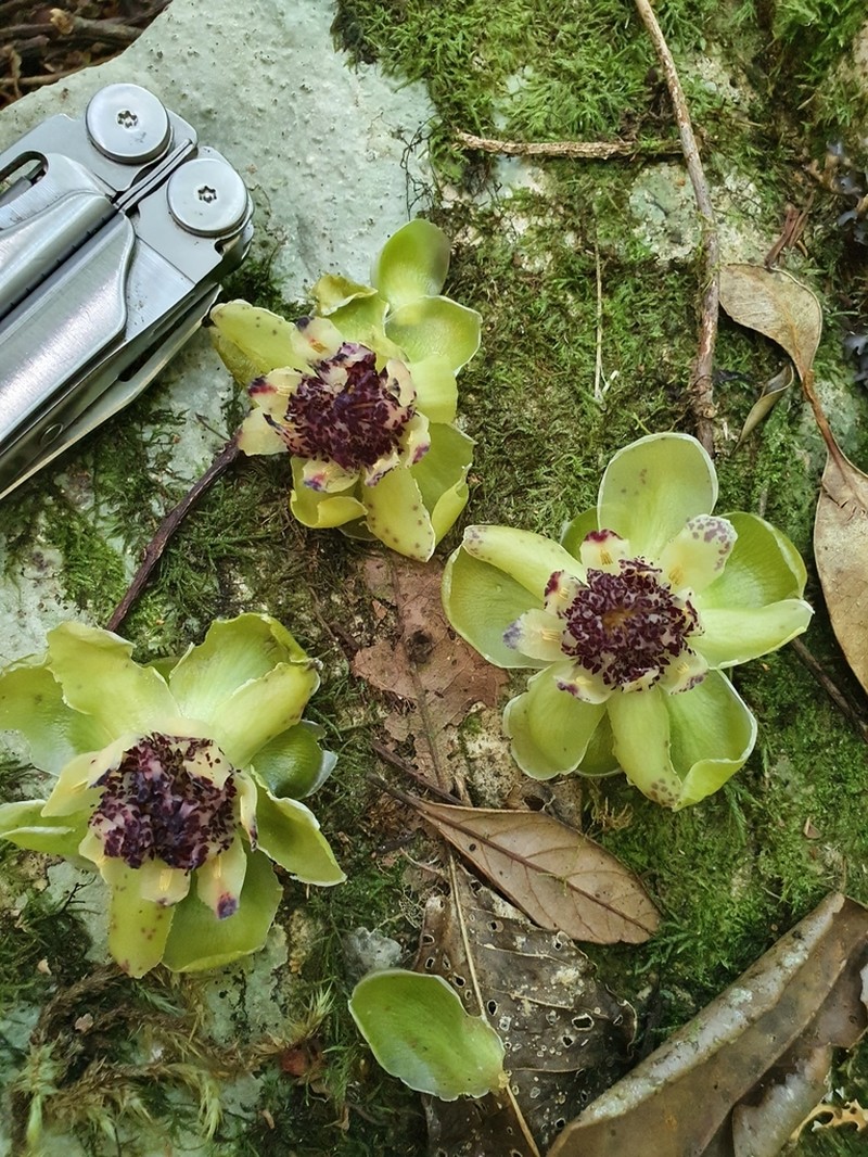 Austrobaileya scandens photo 2