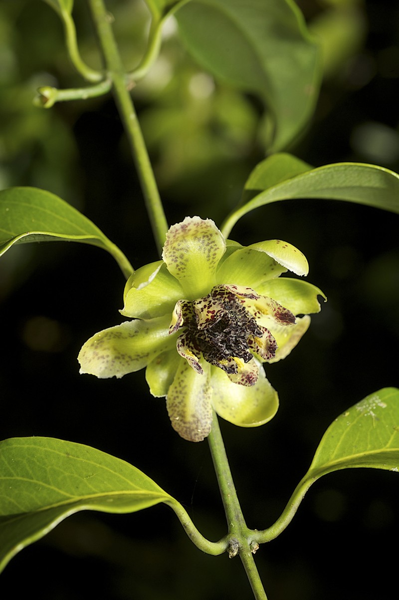 Austrobaileya scandens photo 3