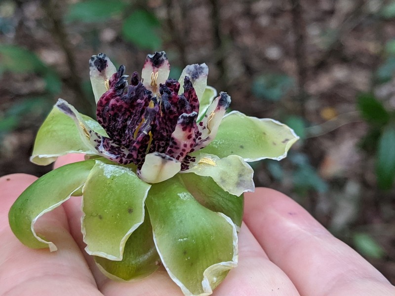 Austrobaileya scandens photo 4
