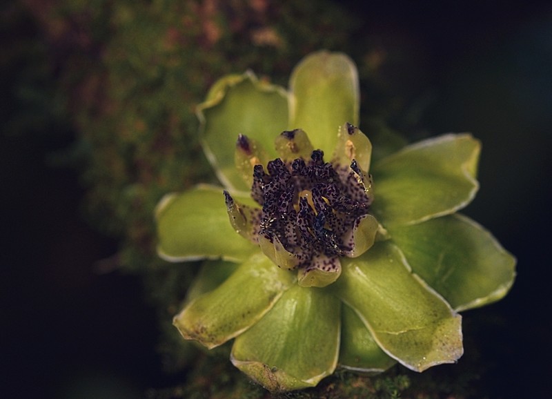 Austrobaileya scandens photo 6
