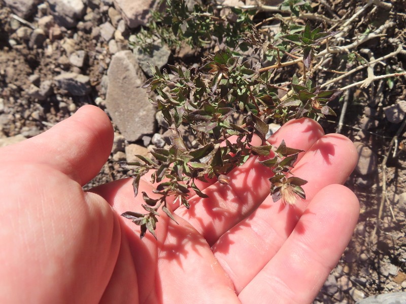 Austrobrickellia arnottii