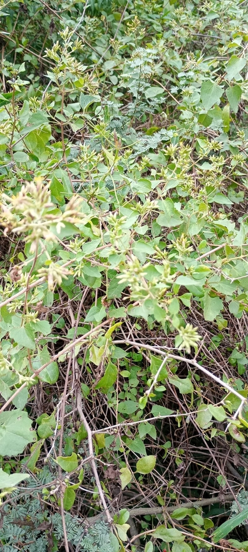 Austrobrickellia arnottii photo 2