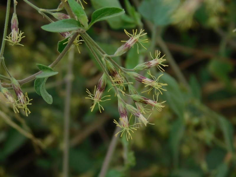 Austrobrickellia arnottii photo 3
