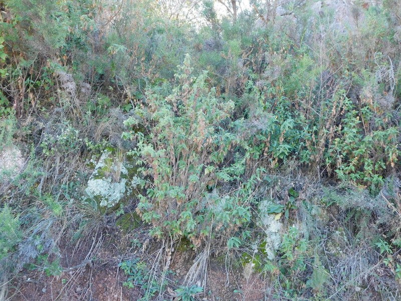 Austrobrickellia arnottii photo 4