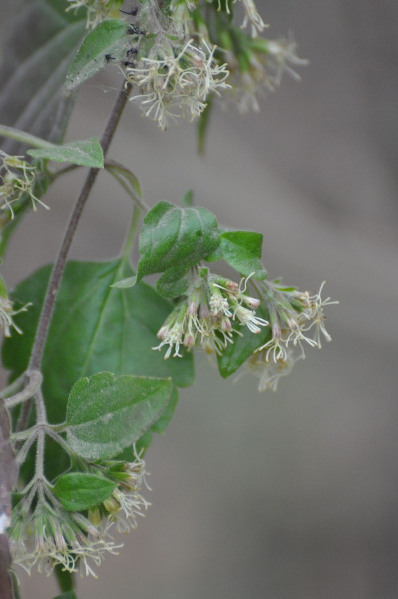 Austrobrickellia arnottii photo 5