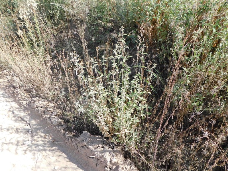 Austrobrickellia arnottii photo 6