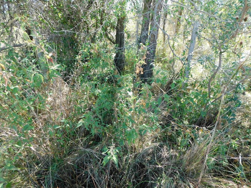 Austrobrickellia arnottii photo 7
